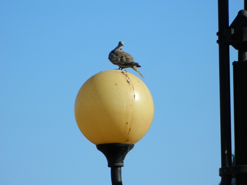 Avifauna humor